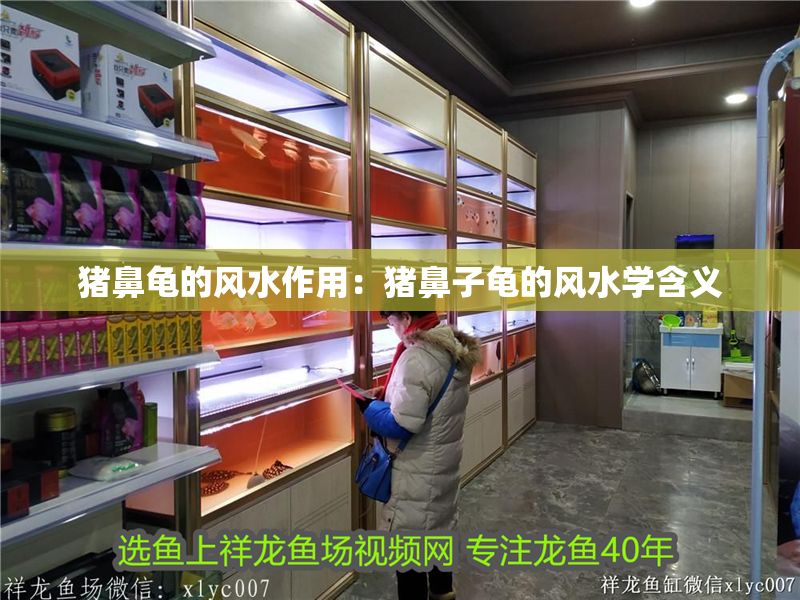 豬鼻龜的風水作用：豬鼻子龜的風水學含義