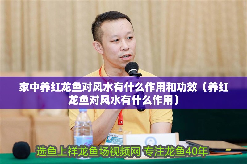 家中養紅龍魚對風水有什么作用和功效（養紅龍魚對風水有什么作用）