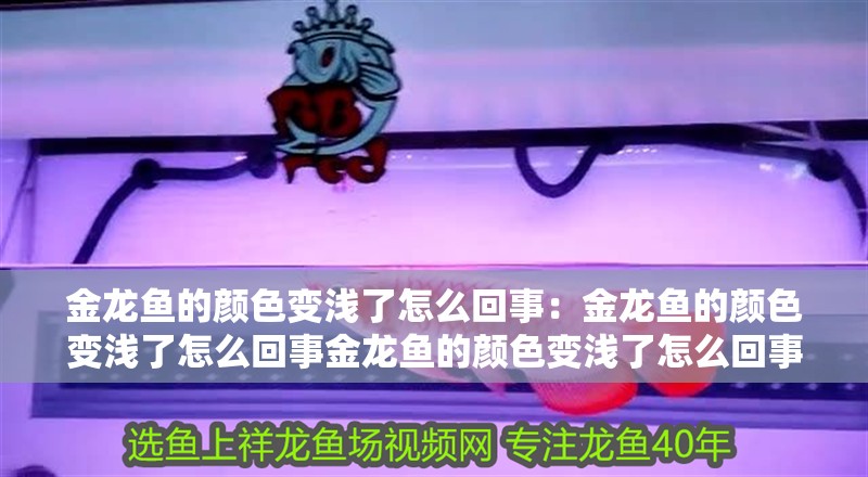 金龍魚的顏色變淺了怎么回事：金龍魚的顏色變淺了怎么回事金龍魚的顏色變淺了怎么回事
