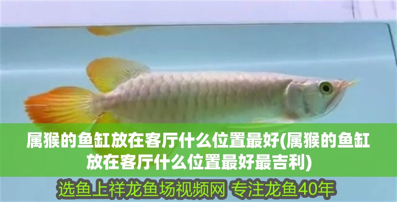 屬猴的魚缸放在客廳什么位置最好(屬猴的魚缸放在客廳什么位置最好最吉利)