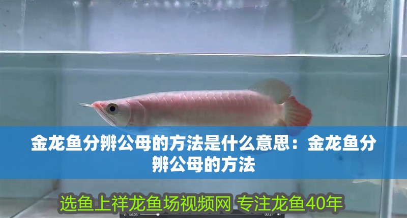 金龍魚分辨公母的方法是什么意思：金龍魚分辨公母的方法