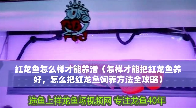 紅龍魚怎么樣才能養(yǎng)活（怎樣才能把紅龍魚養(yǎng)好，怎么把紅龍魚飼養(yǎng)方法全攻略）
