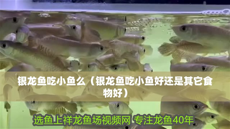 銀龍魚吃小魚么（銀龍魚吃小魚好還是其它食物好）