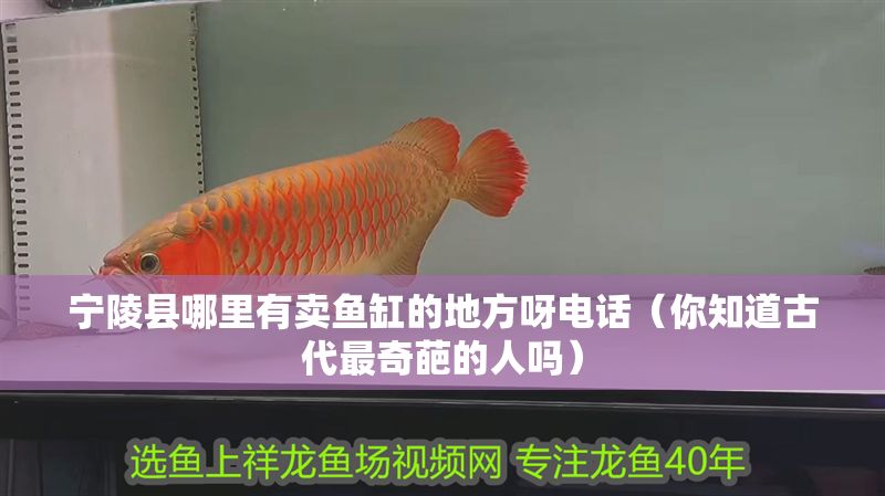 寧陵縣哪里有賣魚缸的地方呀電話（你知道古代最奇葩的人嗎）