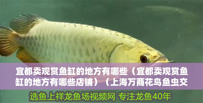 宜都賣觀賞魚缸的地方有哪些（宜都賣觀賞魚缸的地方有哪些店鋪）（上海萬商花鳥魚蟲交易市場,宜都賣觀賞魚缸的地方有哪些）