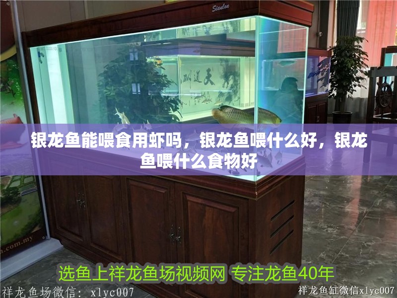 銀龍魚能喂食用蝦嗎，銀龍魚喂什么好，銀龍魚喂什么食物好