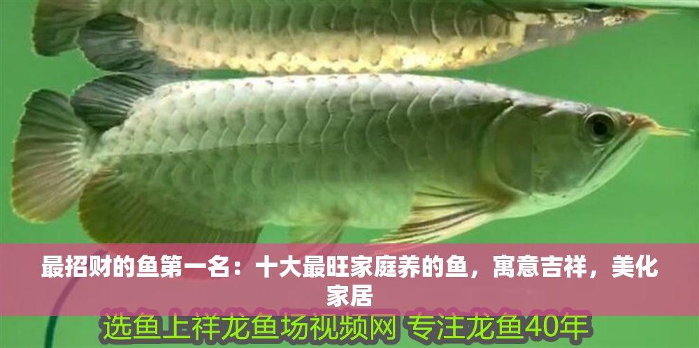 最招財?shù)聂~第一名：十大最旺家庭養(yǎng)的魚，寓意吉祥，美化家居