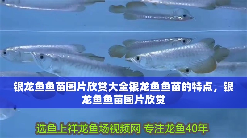銀龍魚魚苗圖片欣賞大全銀龍魚魚苗的特點，銀龍魚魚苗圖片欣賞