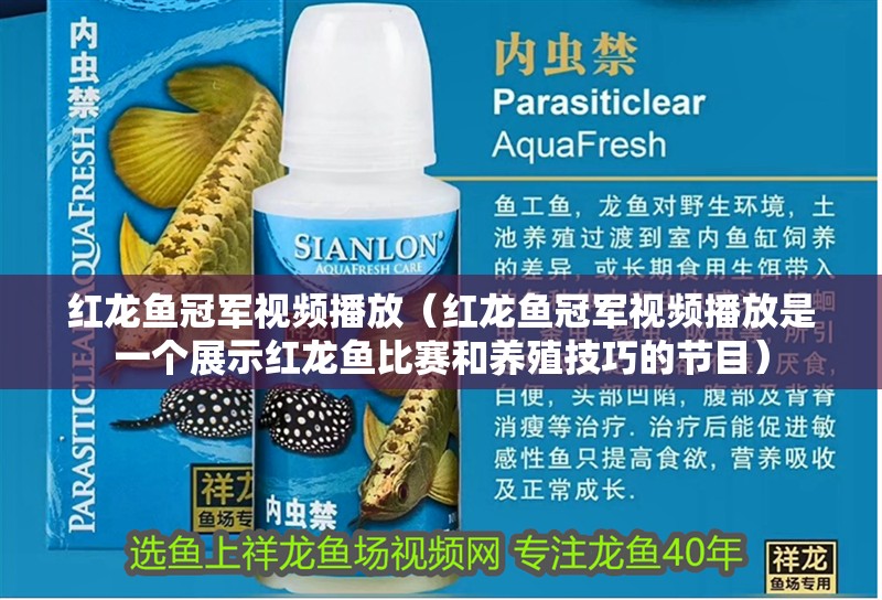紅龍魚冠軍視頻播放（紅龍魚冠軍視頻播放是一個展示紅龍魚比賽和養殖技巧的節目）