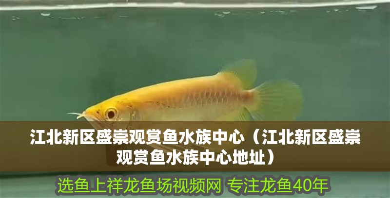 江北新區盛崇觀賞魚水族中心（江北新區盛崇觀賞魚水族中心地址）