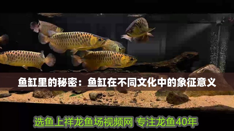 魚缸里的秘密：魚缸在不同文化中的象征意義