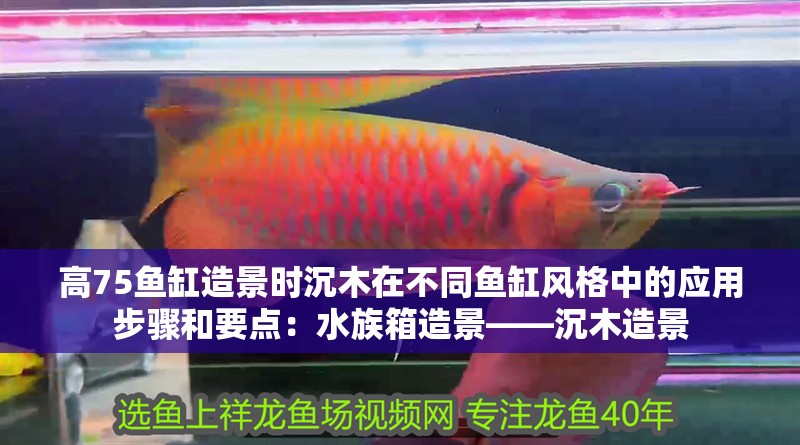 高75魚缸造景時沉木在不同魚缸風格中的應用步驟和要點：水族箱造景——沉木造景