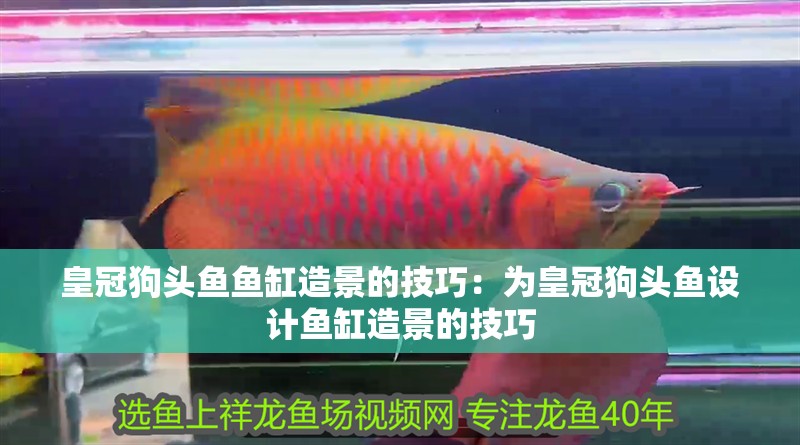 皇冠狗頭魚魚缸造景的技巧：為皇冠狗頭魚設計魚缸造景的技巧