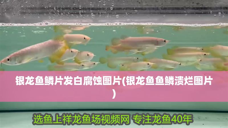 銀龍魚鱗片發白腐蝕圖片(銀龍魚魚鱗潰爛圖片)