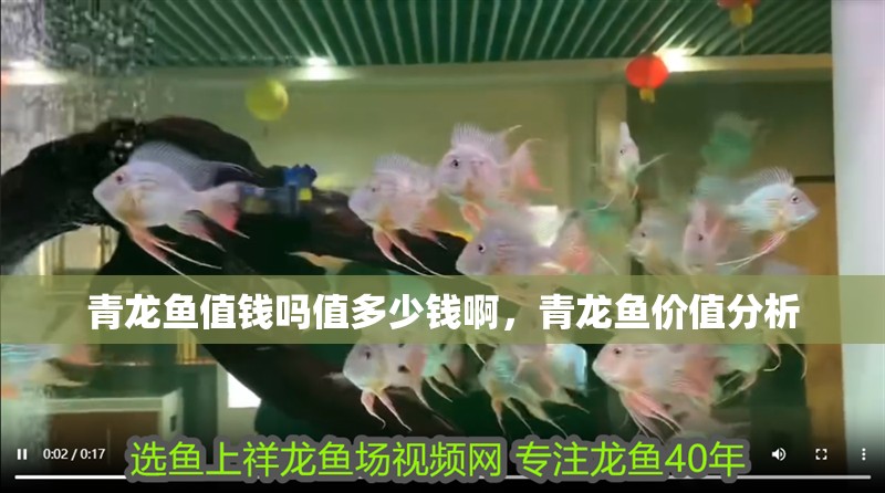 青龍魚值錢嗎值多少錢啊，青龍魚價值分析