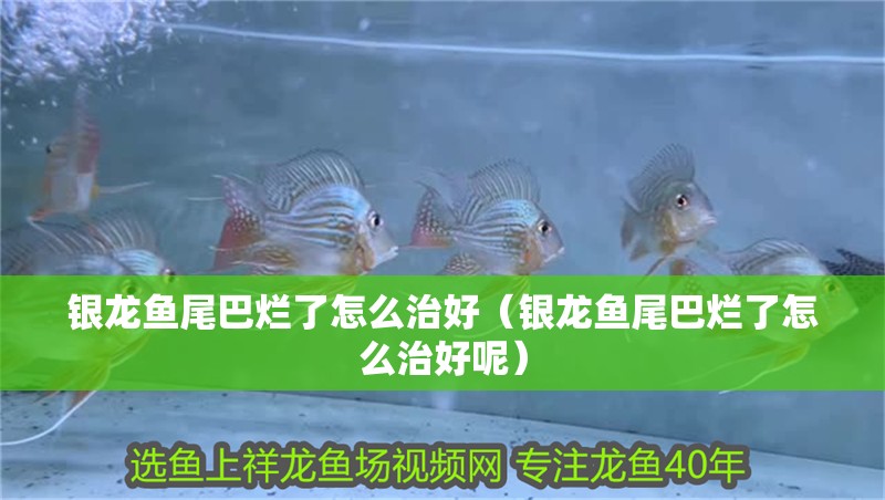 銀龍魚尾巴爛了怎么治好（銀龍魚尾巴爛了怎么治好呢）