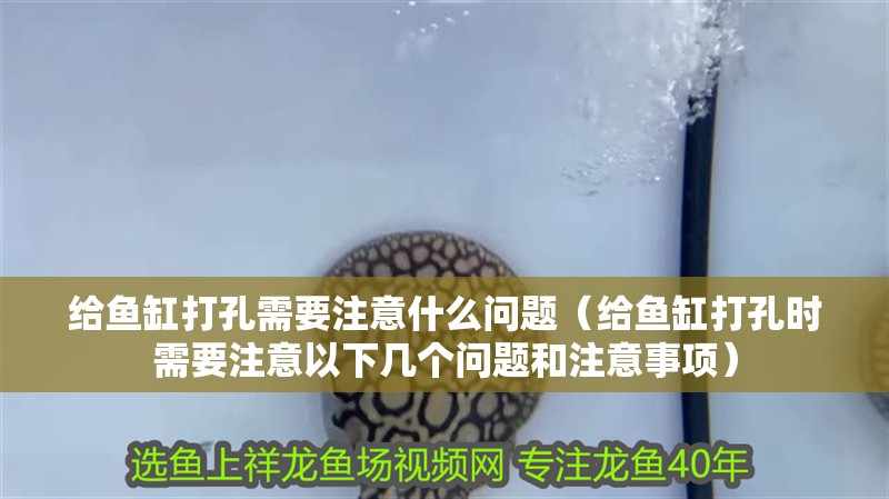 給魚缸打孔需要注意什么問題（給魚缸打孔時需要注意以下幾個問題和注意事項）
