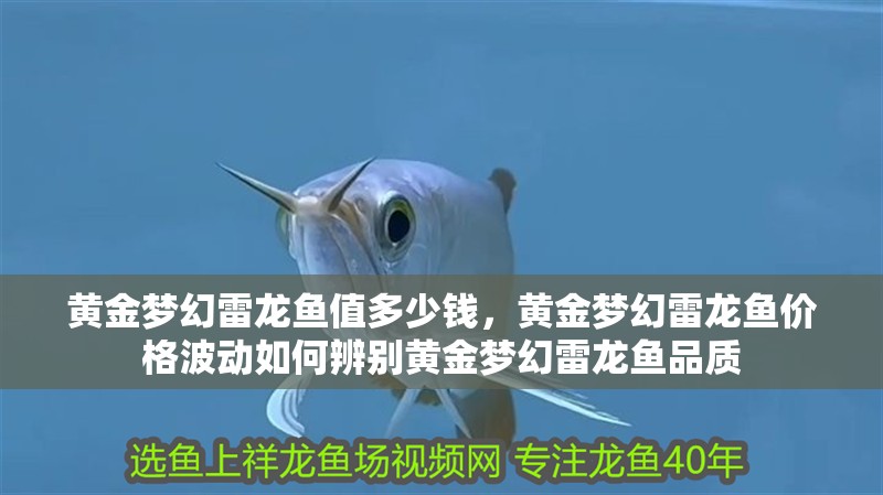 黃金夢幻雷龍魚值多少錢，黃金夢幻雷龍魚價格波動如何辨別黃金夢幻雷龍魚品質