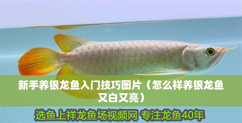 新手養銀龍魚入門技巧圖片（怎么樣養銀龍魚又白又亮）