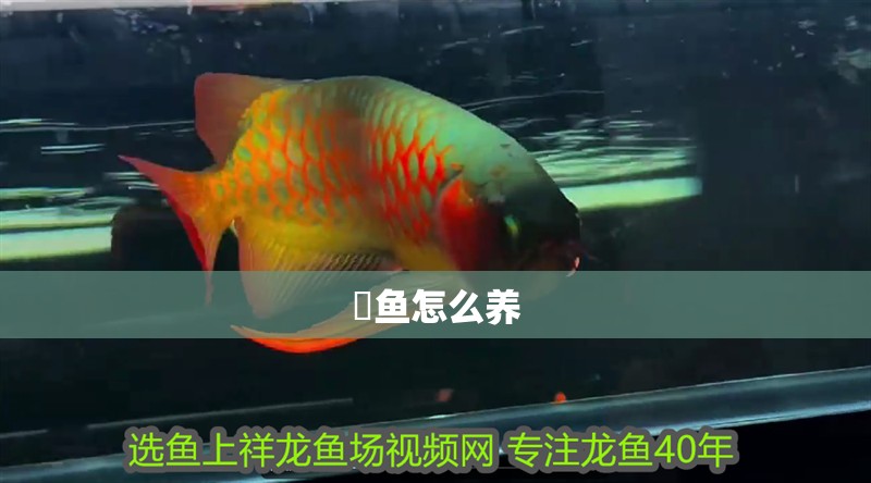 魟魚怎么養