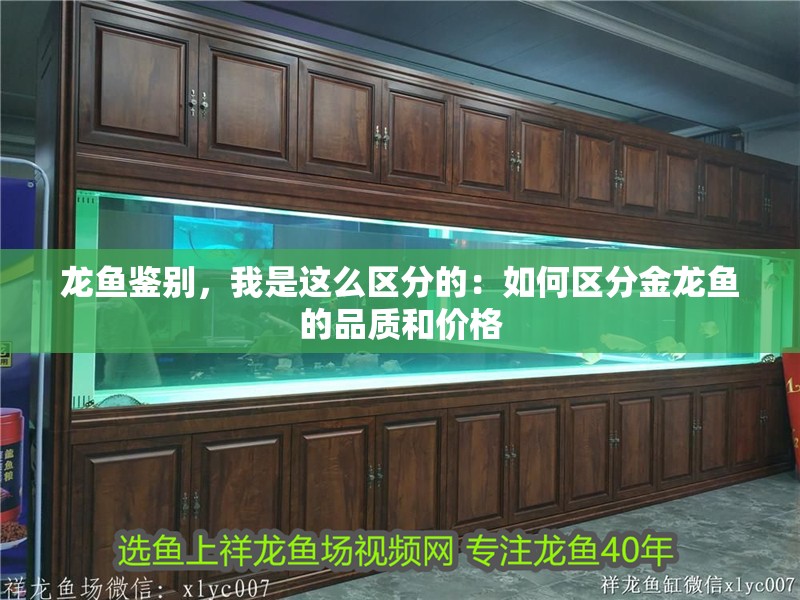 龍魚鑒別，我是這么區分的：如何區分金龍魚的品質和價格