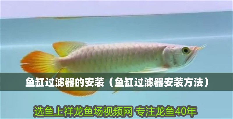 魚缸過濾器的安裝（魚缸過濾器安裝方法）