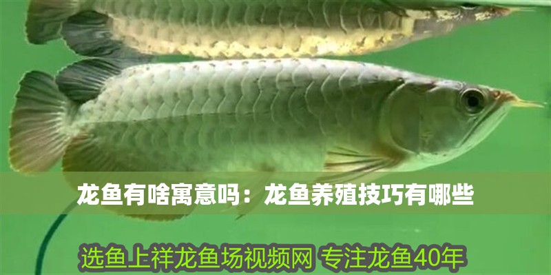 龍魚有啥寓意嗎：龍魚養殖技巧有哪些