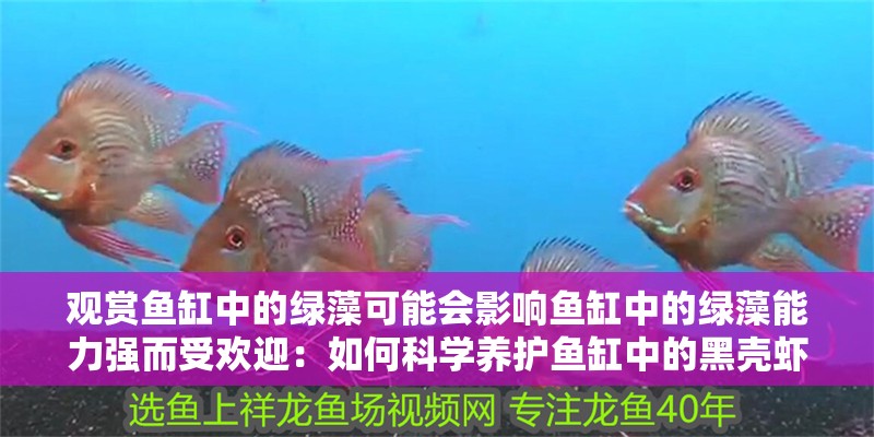 觀賞魚缸中的綠藻可能會影響魚缸中的綠藻能力強而受歡迎：如何科學養護魚缸中的黑殼蝦