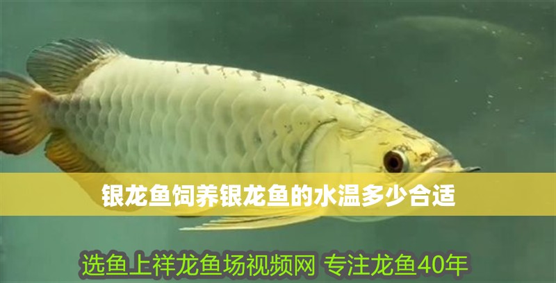 銀龍魚飼養銀龍魚的水溫多少合適