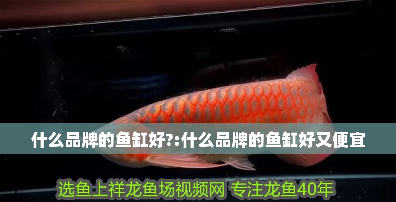 什么品牌的魚缸好?:什么品牌的魚缸好又便宜