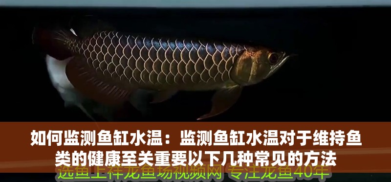 如何監測魚缸水溫：監測魚缸水溫對于維持魚類的健康至關重要以下幾種常見的方法