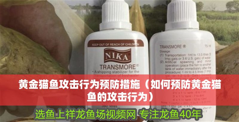 黃金貓魚攻擊行為預(yù)防措施（如何預(yù)防黃金貓魚的攻擊行為）