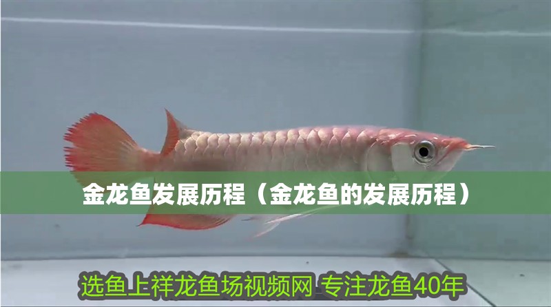 金龍魚發展歷程（金龍魚的發展歷程）