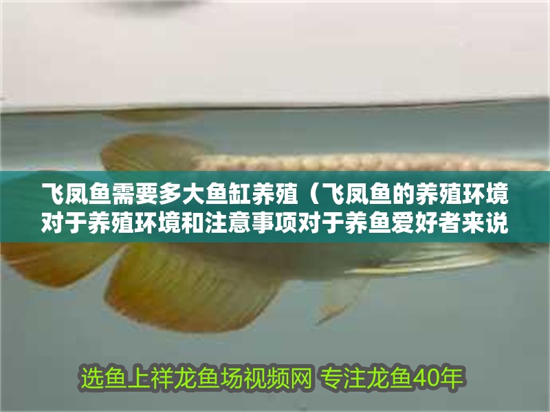 飛鳳魚需要多大魚缸養(yǎng)殖（飛鳳魚的養(yǎng)殖環(huán)境對于養(yǎng)殖環(huán)境和注意事項(xiàng)對于養(yǎng)魚愛好者來說）