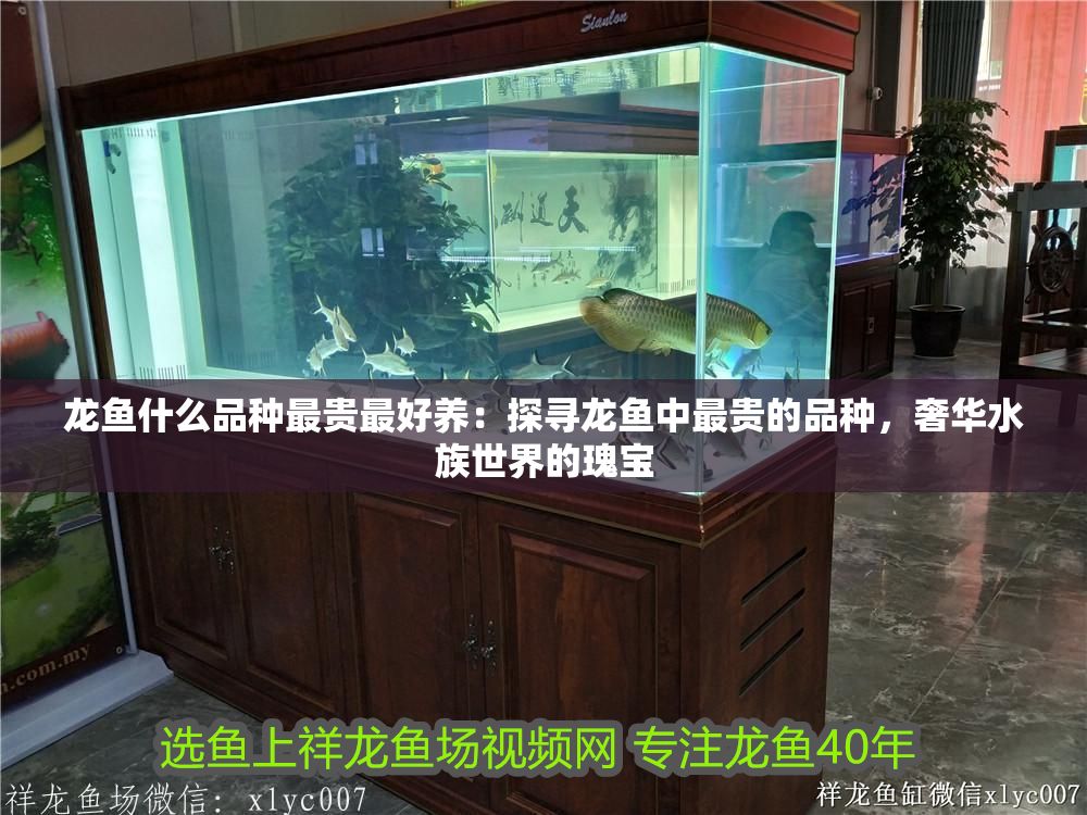龍魚什么品種最貴最好養：探尋龍魚中最貴的品種，奢華水族世界的瑰寶