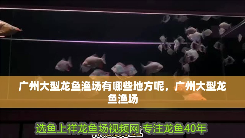 廣州大型龍魚漁場有哪些地方呢，廣州大型龍魚漁場