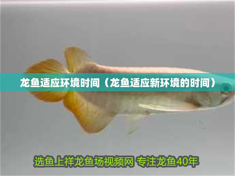 龍魚適應環境時間（龍魚適應新環境的時間）
