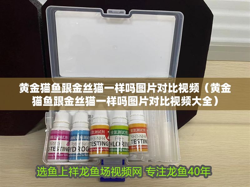 黃金貓魚跟金絲貓一樣嗎圖片對比視頻（黃金貓魚跟金絲貓一樣嗎圖片對比視頻大全） 黃金貓魚跟金絲貓一樣嗎圖片對比視頻（黃金貓魚跟金絲貓一樣嗎圖片對比視頻大全） 黃金貓魚百科 第1張