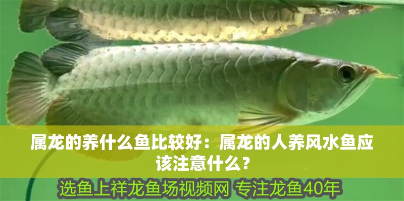 屬龍的養什么魚比較好：屬龍的人養風水魚應該注意什么？