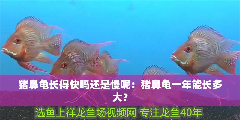 豬鼻龜長得快嗎還是慢呢：豬鼻龜一年能長多大？