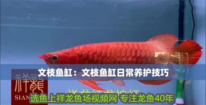 文枝魚缸：文枝魚缸日常養(yǎng)護技巧