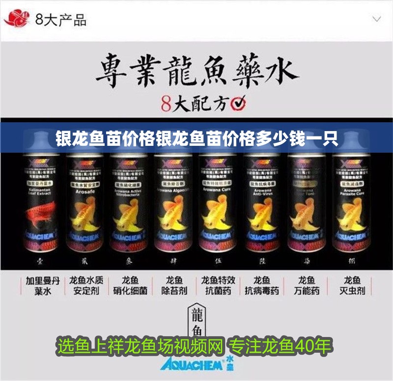 銀龍魚苗價(jià)格銀龍魚苗價(jià)格多少錢一只