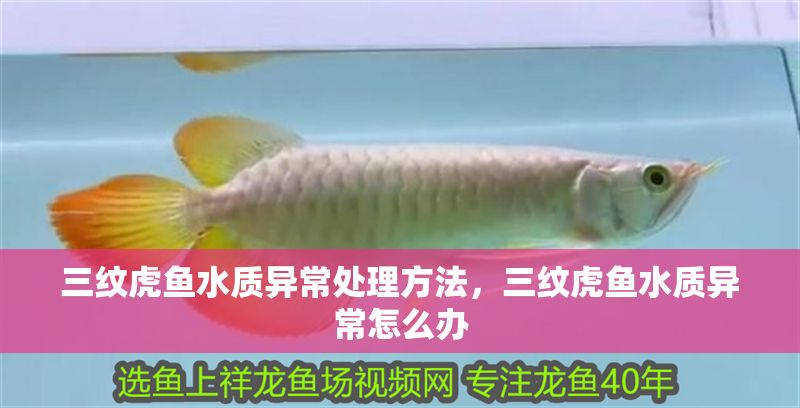 三紋虎魚水質異常處理方法，三紋虎魚水質異常怎么辦 三紋虎魚水質異常處理方法，三紋虎魚水質異常怎么辦 虎魚百科 第1張