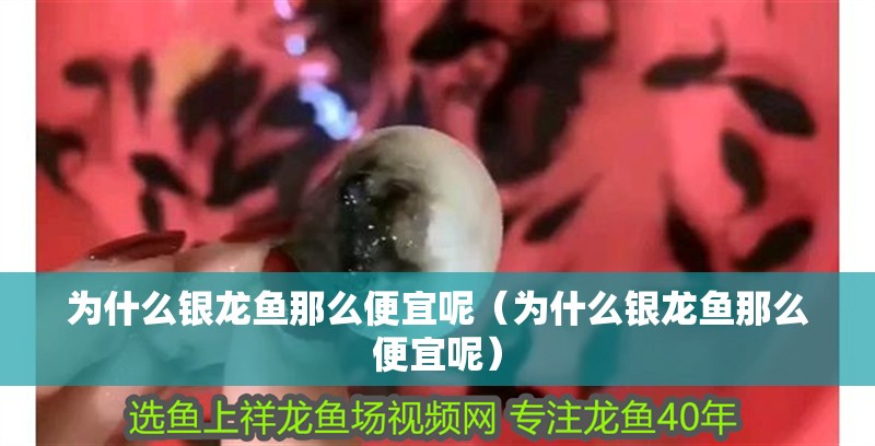 為什么銀龍魚那么便宜呢（為什么銀龍魚那么便宜呢）