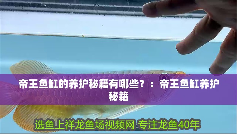 帝王魚缸的養護秘籍有哪些？：帝王魚缸養護秘籍