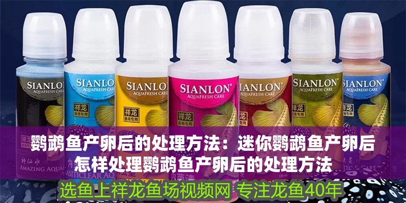 鸚鵡魚產卵后的處理方法：迷你鸚鵡魚產卵后怎樣處理鸚鵡魚產卵后的處理方法 鸚鵡魚產卵后的處理方法：迷你鸚鵡魚產卵后怎樣處理鸚鵡魚產卵后的處理方法 魚缸百科