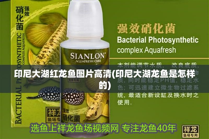 印尼大湖紅龍魚圖片高清(印尼大湖龍魚是怎樣的) 大湖紅龍魚百科 第1張 印尼大湖紅龍魚圖片高清(印尼大湖龍魚是怎樣的) 印尼大湖紅龍魚圖片高清(印尼大湖龍魚是怎樣的) 大湖紅龍魚百科 第1張