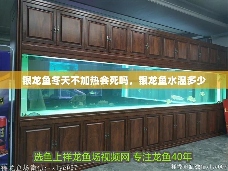 銀龍魚冬天不加熱會死嗎，銀龍魚水溫多少