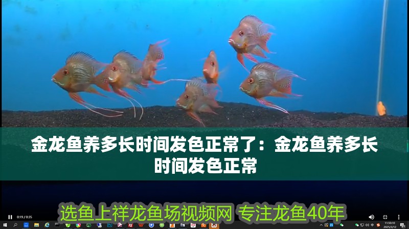 金龍魚養(yǎng)多長(zhǎng)時(shí)間發(fā)色正常了：金龍魚養(yǎng)多長(zhǎng)時(shí)間發(fā)色正常