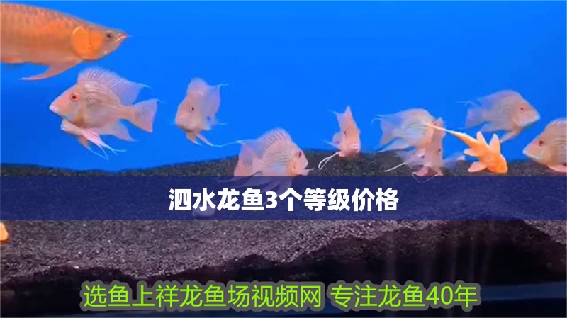 泗水龍魚3個等級價格